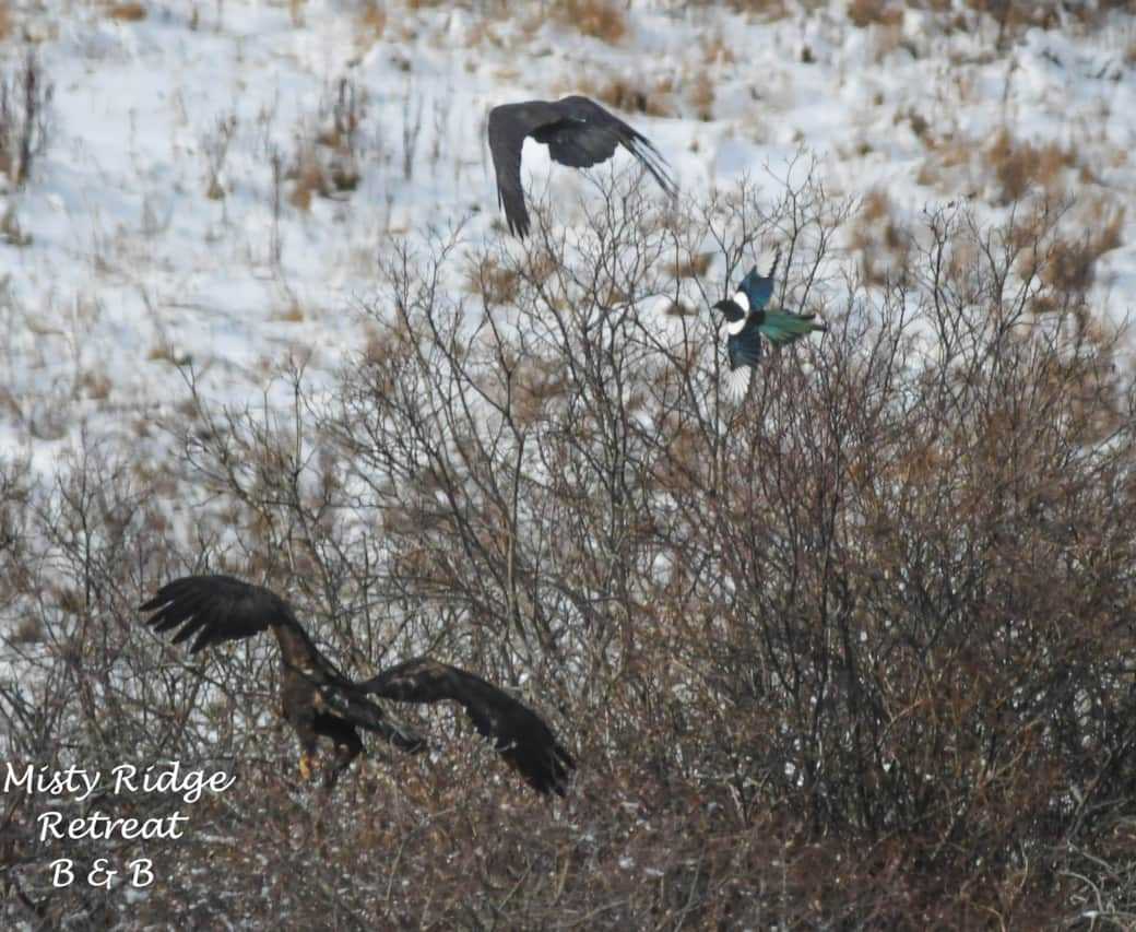 calgary b&b wildlife