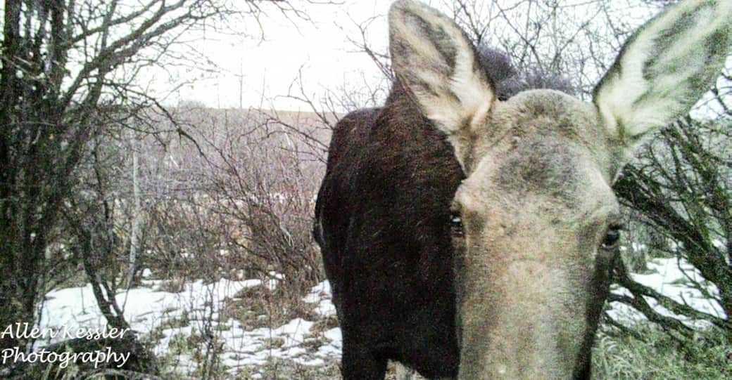 calgary b&b wildlife