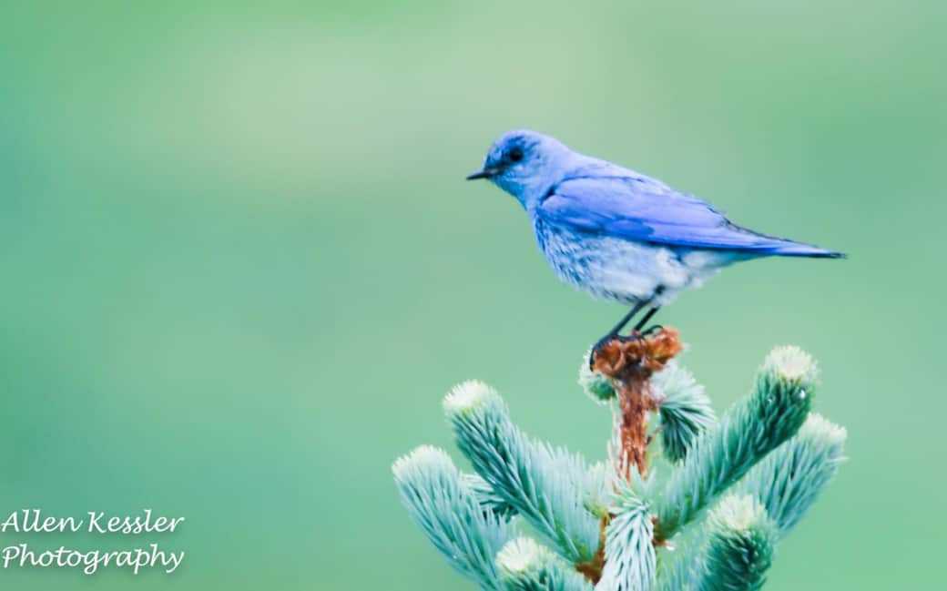 calgary b&b wildlife