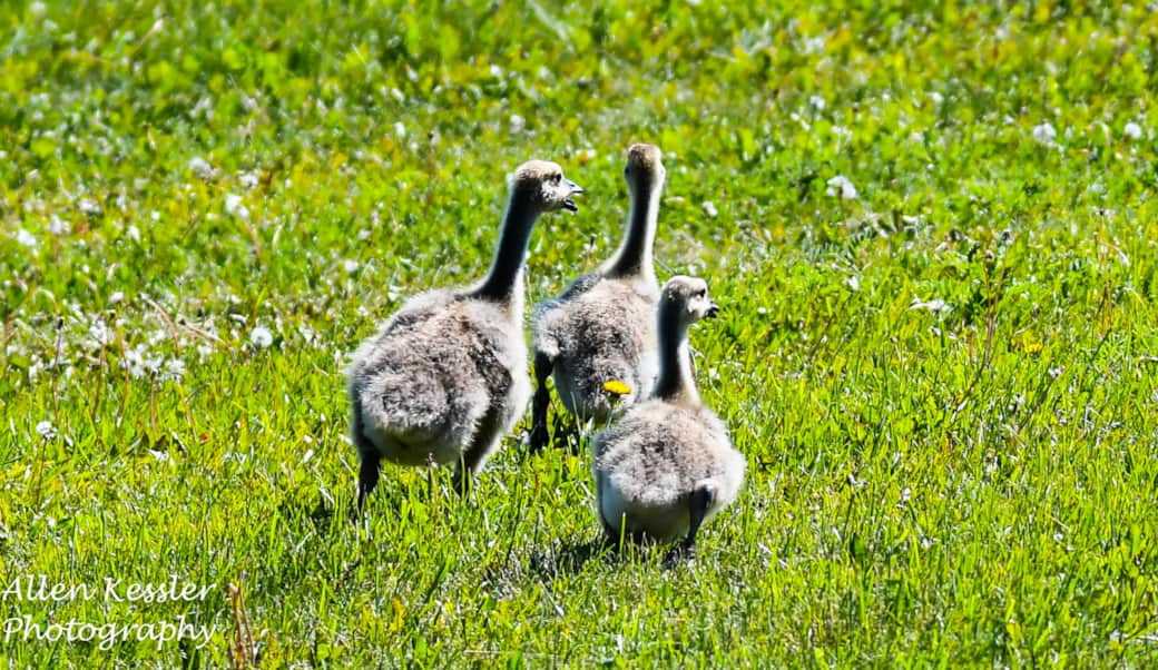 calgary b&b wildlife